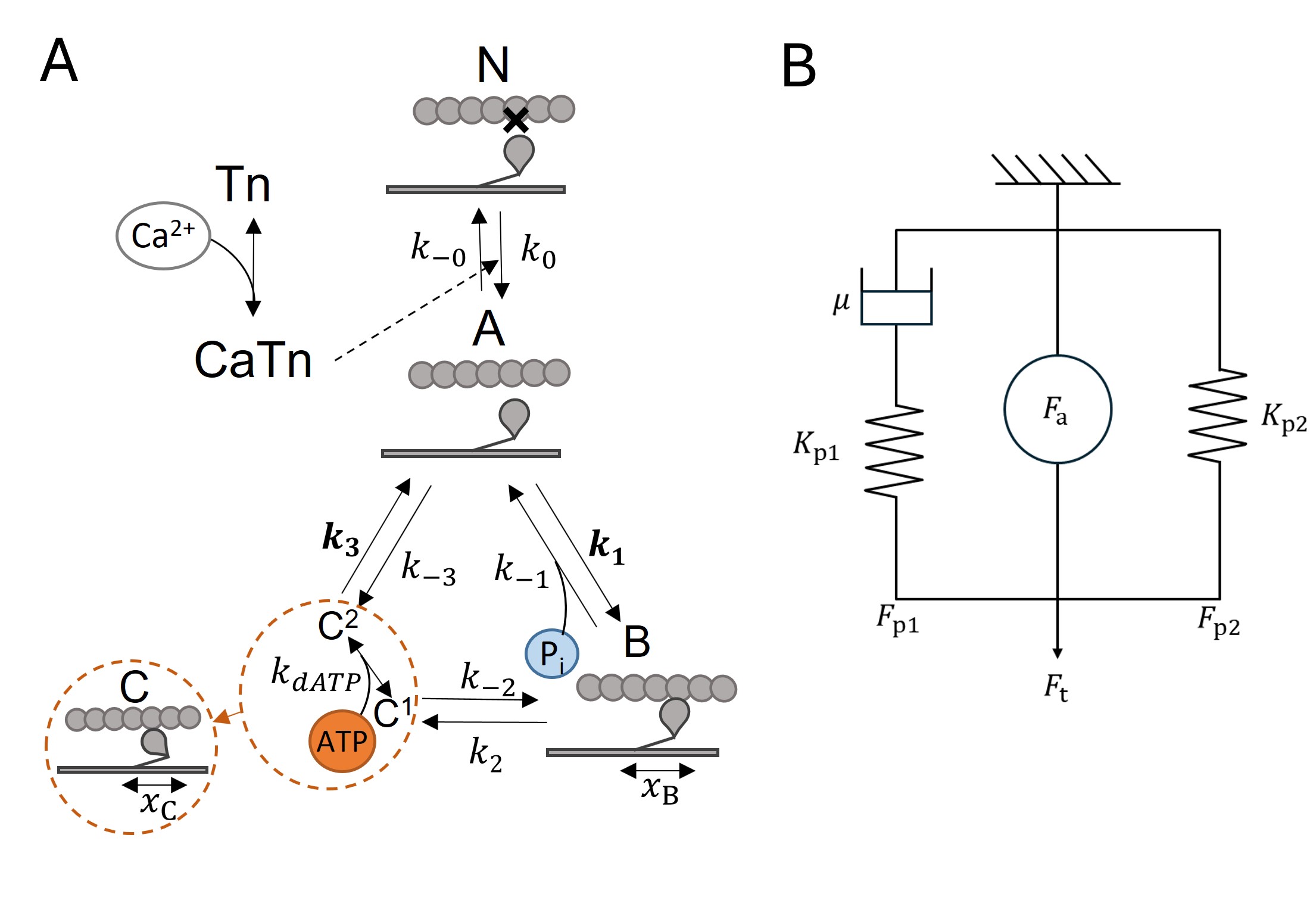 A: the cross-bridge model has three main states (states A, B and C) and is sensitive to Pi and ATP. State C consists of substates C1 and C2. The bolded transition rates (k_i) are dependent on cross-bridge strain. State N is a non-permissive state where cross-bridges cannot form. Thin filament regulation by Ca2+ allows cross-bridges to transition from state N to state A. B: model of total muscle force consisting of a spring (K_\mathrm{p1}) and damper (\mu) in series, which is in parallel with a non-linear spring (K_\mathrm{p2}) and an active force element (F_\mathrm{a}) that is the cross-bridge model. Reproduced from  under CC BY 4.0.